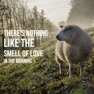 The Smell Of Love