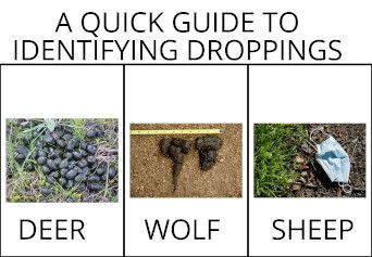 Identifying Droppings
